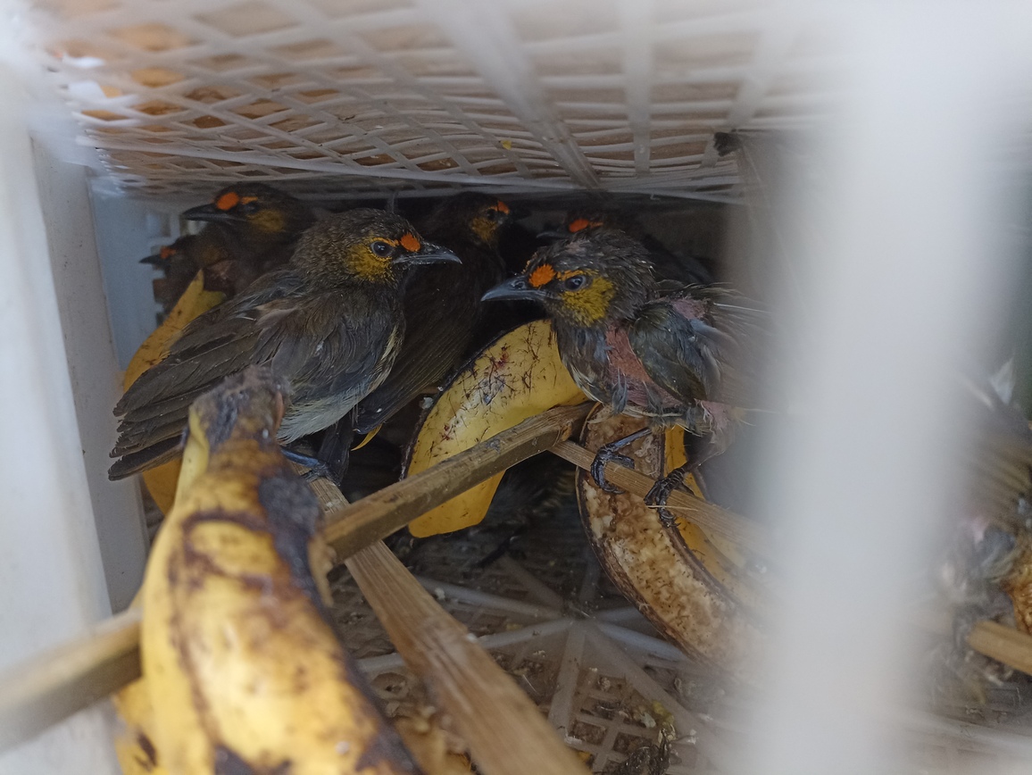 More than 4,000 wild birds rescued in less than 10 days. – FLIGHT  Protecting Birds